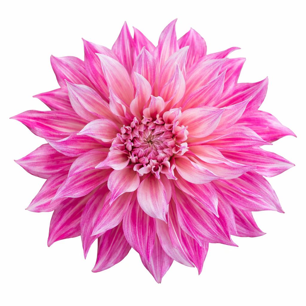 Dahlia - Dinnerplate Cafe au Lait Royal