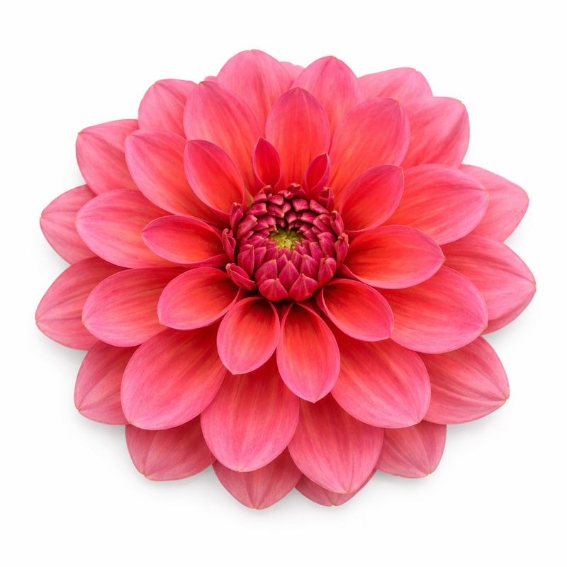 Dahlia - Salmon Runner