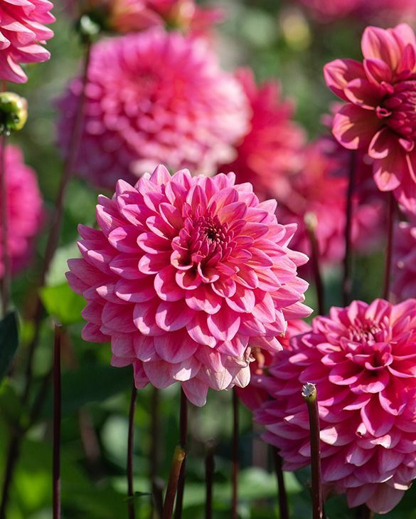 Dahlia - Salmon Runner