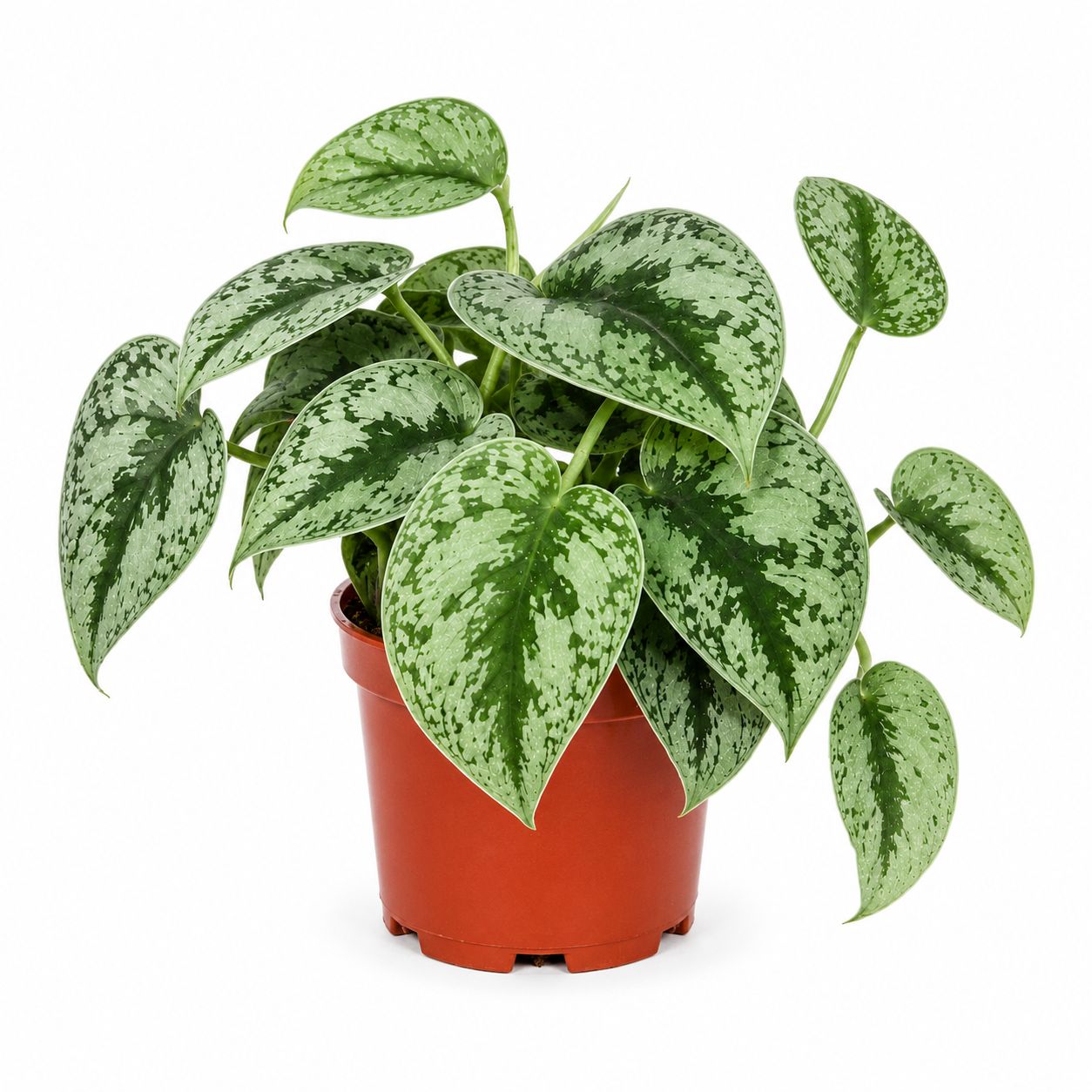 Silver Satin Pothos - 6"
