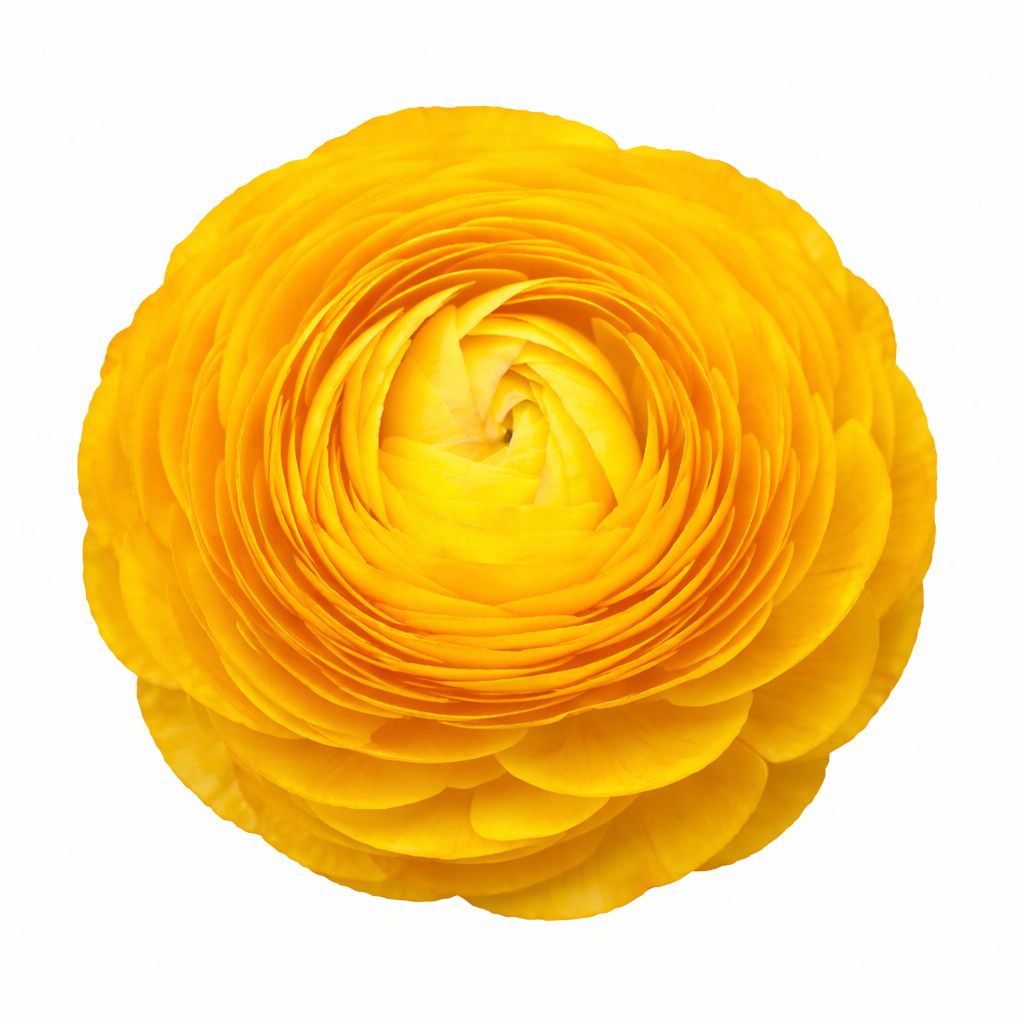 Ranunculus - Amandine Yellow - Pack of 5