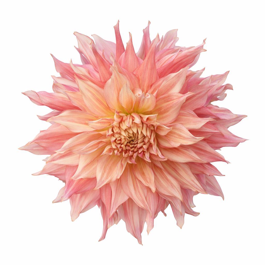 Dahlia - Dinnerplate Fairway Spur