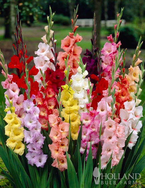 Gladiolus - Butterfly Mix - Pack of 5