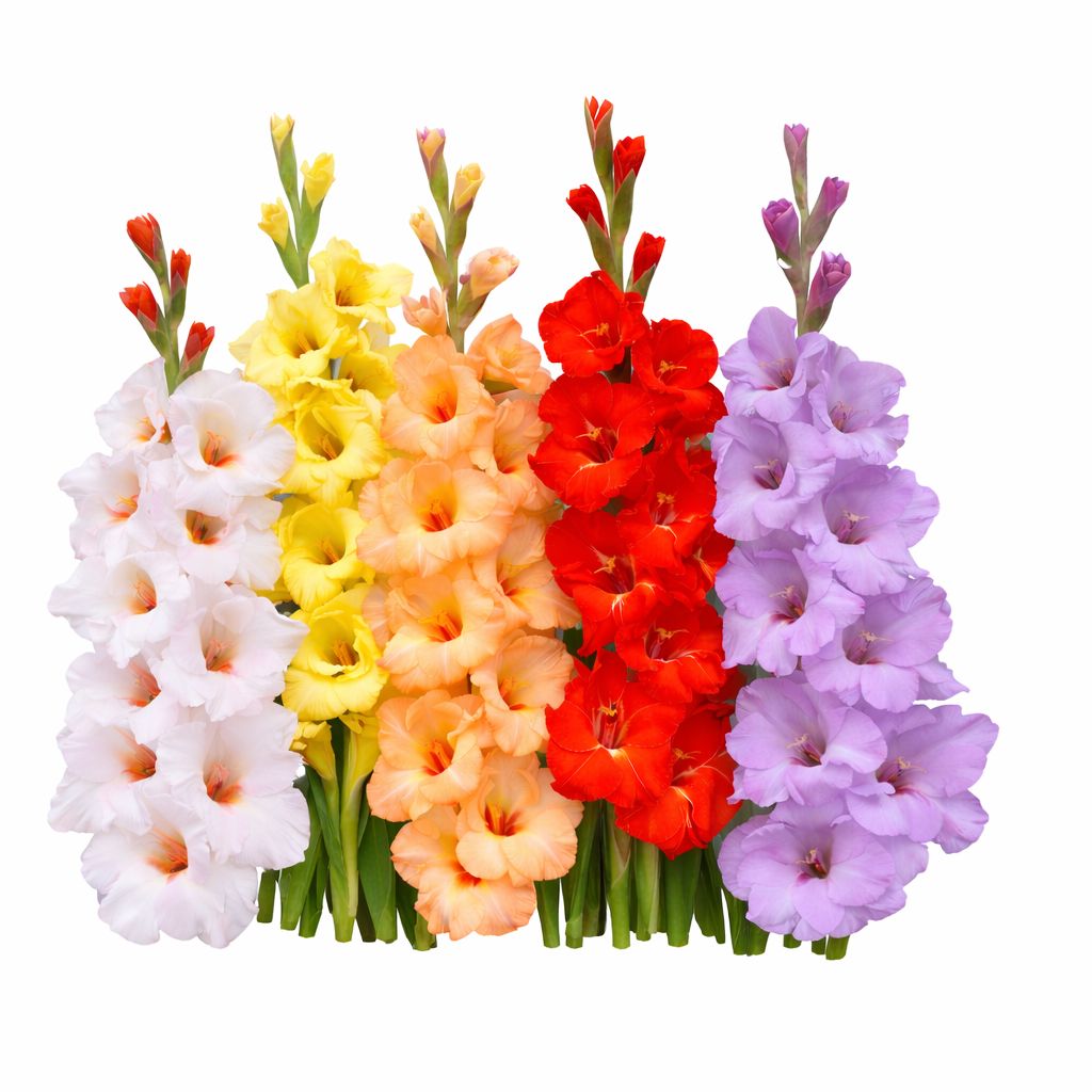Gladiolus - Butterfly Mix - Pack of 5