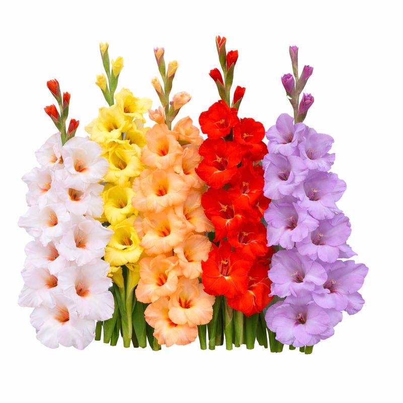 Gladiolus - Butterfly Mix - Pack of 5
