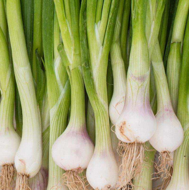 Onions - Scallions