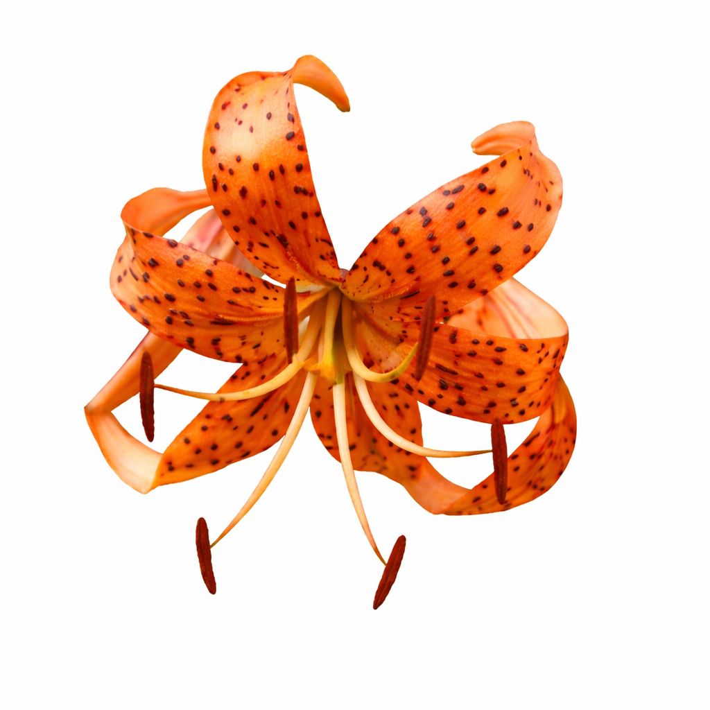 Lily - Tiger Tigrinum Splendens