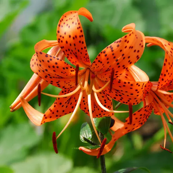Lily - Tiger Tigrinum Splendens