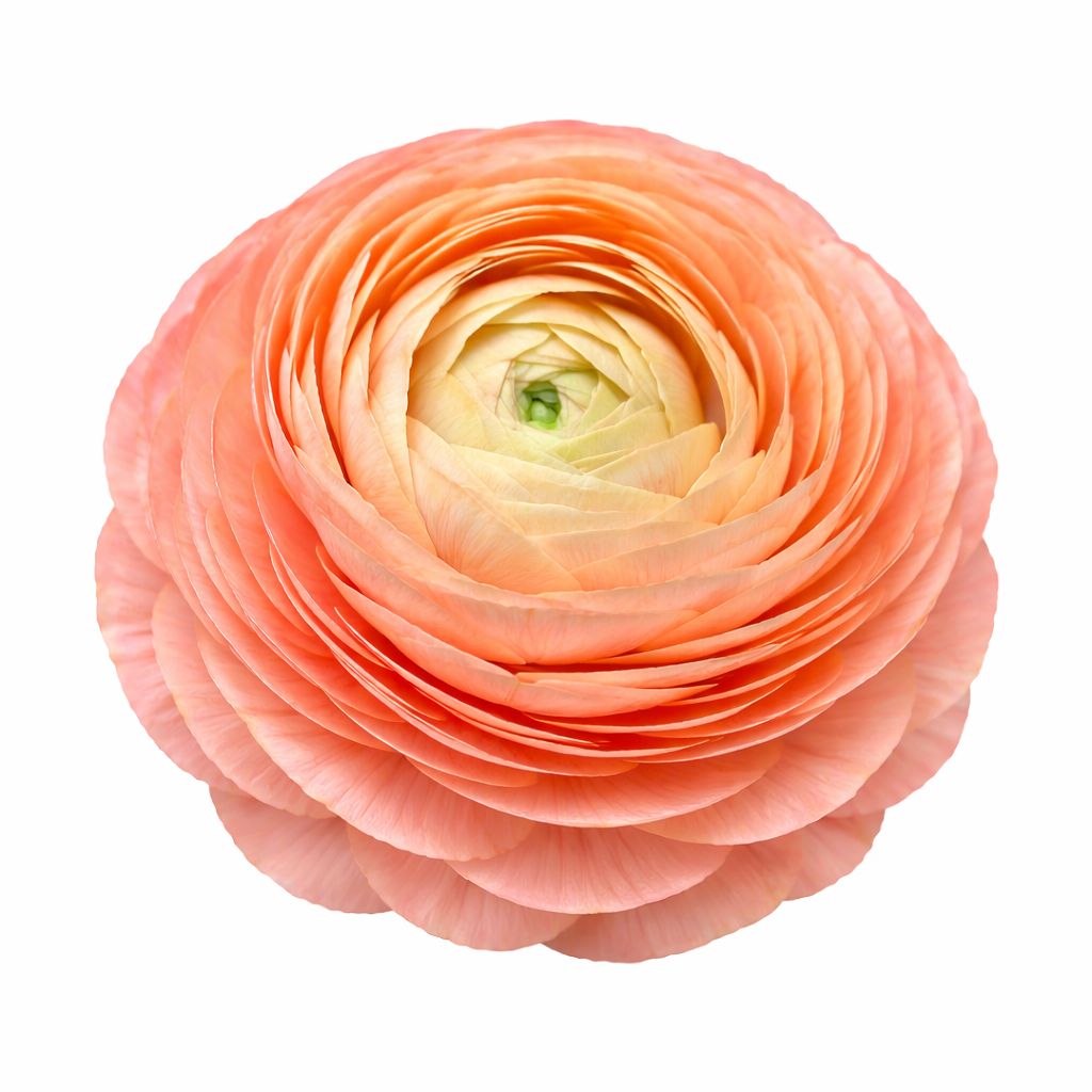 Ranunculus - Amandine Salmon - Pack of 5