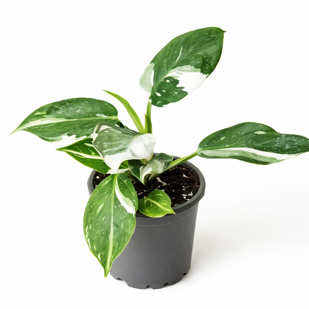 Philodendron White Wizard - 4"