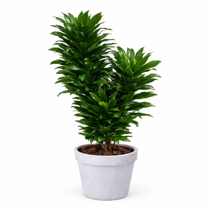 Dracena Janet Craig - 10"