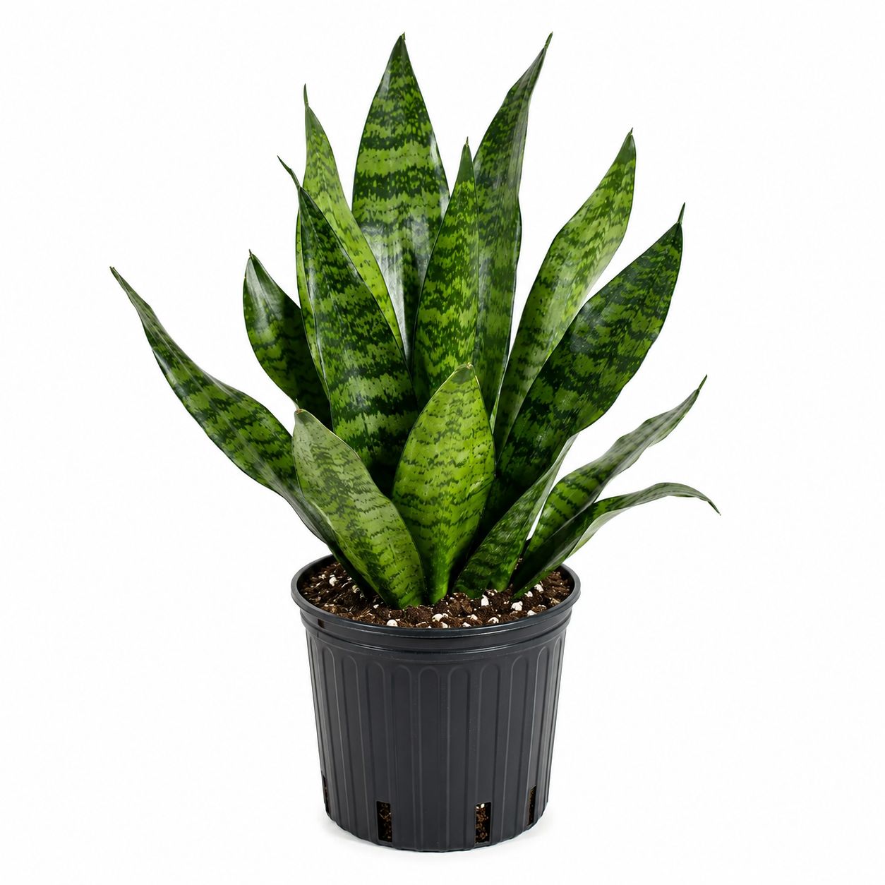 Sanseveria Robusta - 6"