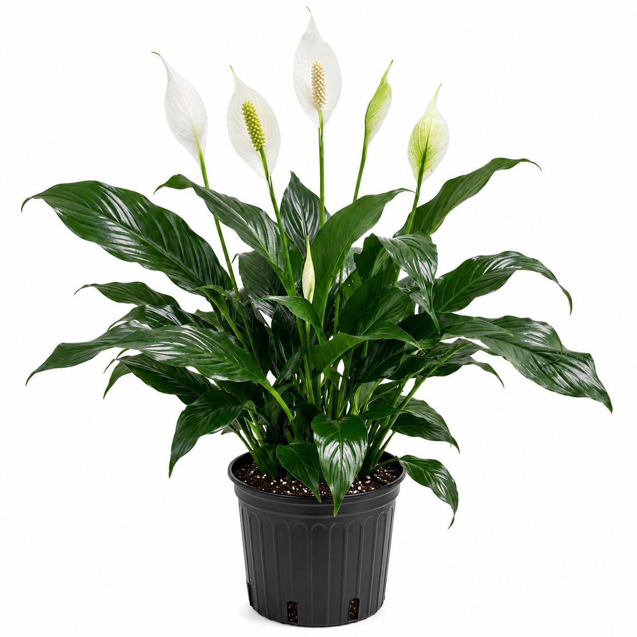 Spathiphyllum (Peace Lily) - 6"