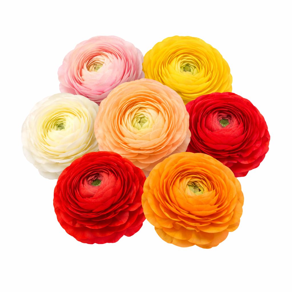 Ranunculus - Peony Mixed - Pack of 10