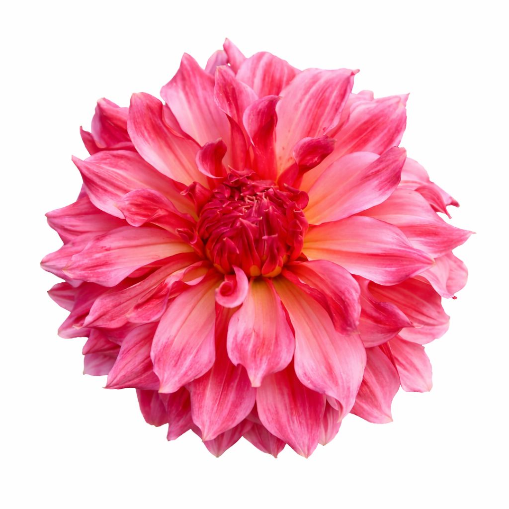 Dahlia - Dinnerplate Islander