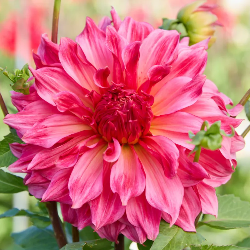 Dahlia - Dinnerplate Islander