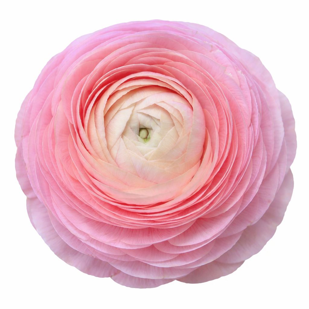 Ranunculus - Amandine Marshmallow - Pack of 5