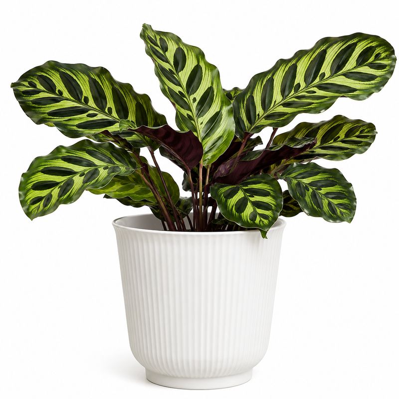 Calathea Makoyanna - 6"
