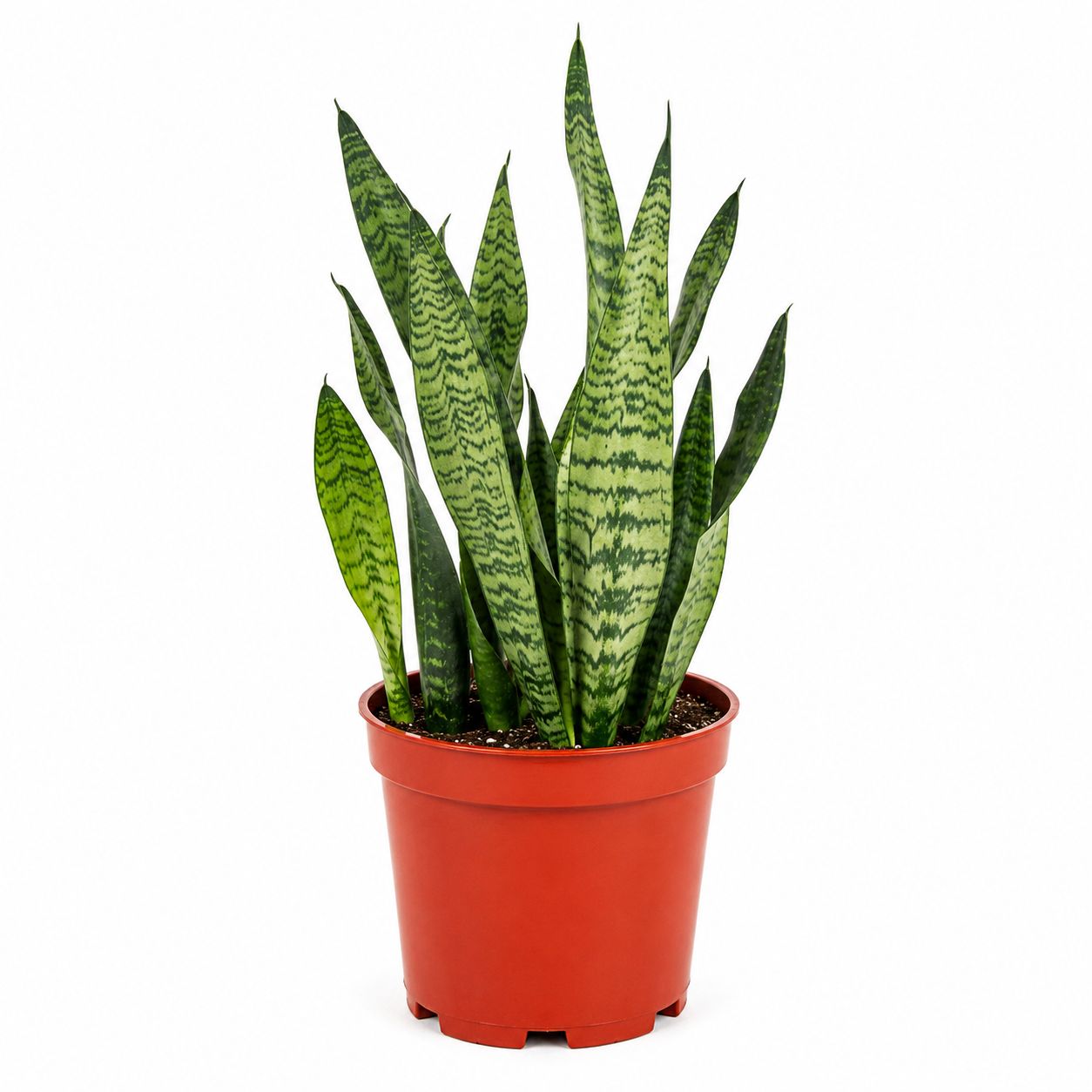 Sanseveria Zeylanica - 6"