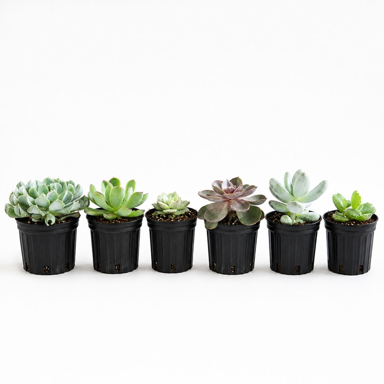 Succulent Assorted - 2.5"