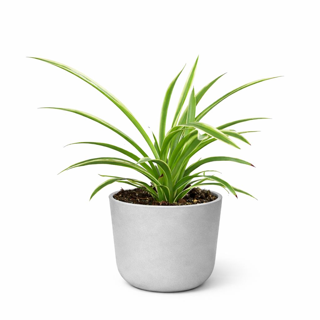 Spider Plant (Chlorophytum spp) - 3.5"