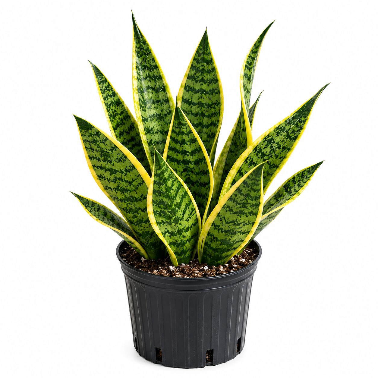 Sanseveria Futura - 6"