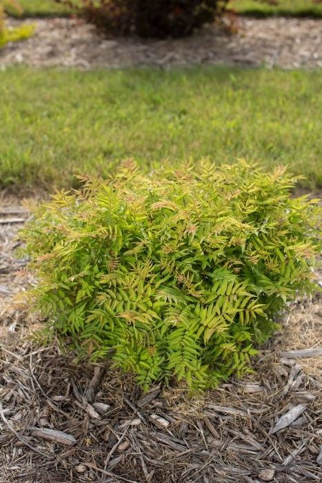 Spirea - Matcha Ball False - 8"