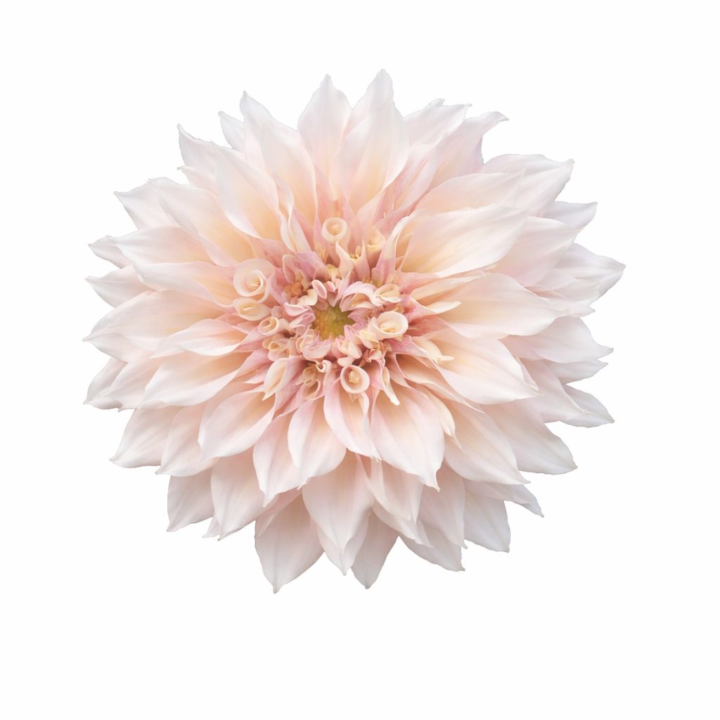 Dahlia - Dinnerplate Cafe au Lait