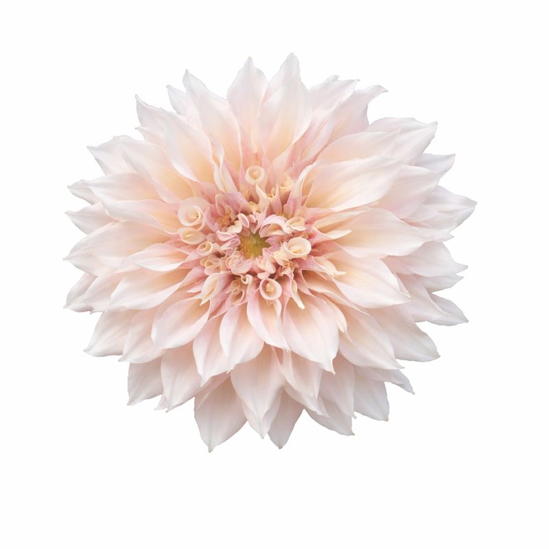 Dahlia - Dinnerplate Cafe au Lait
