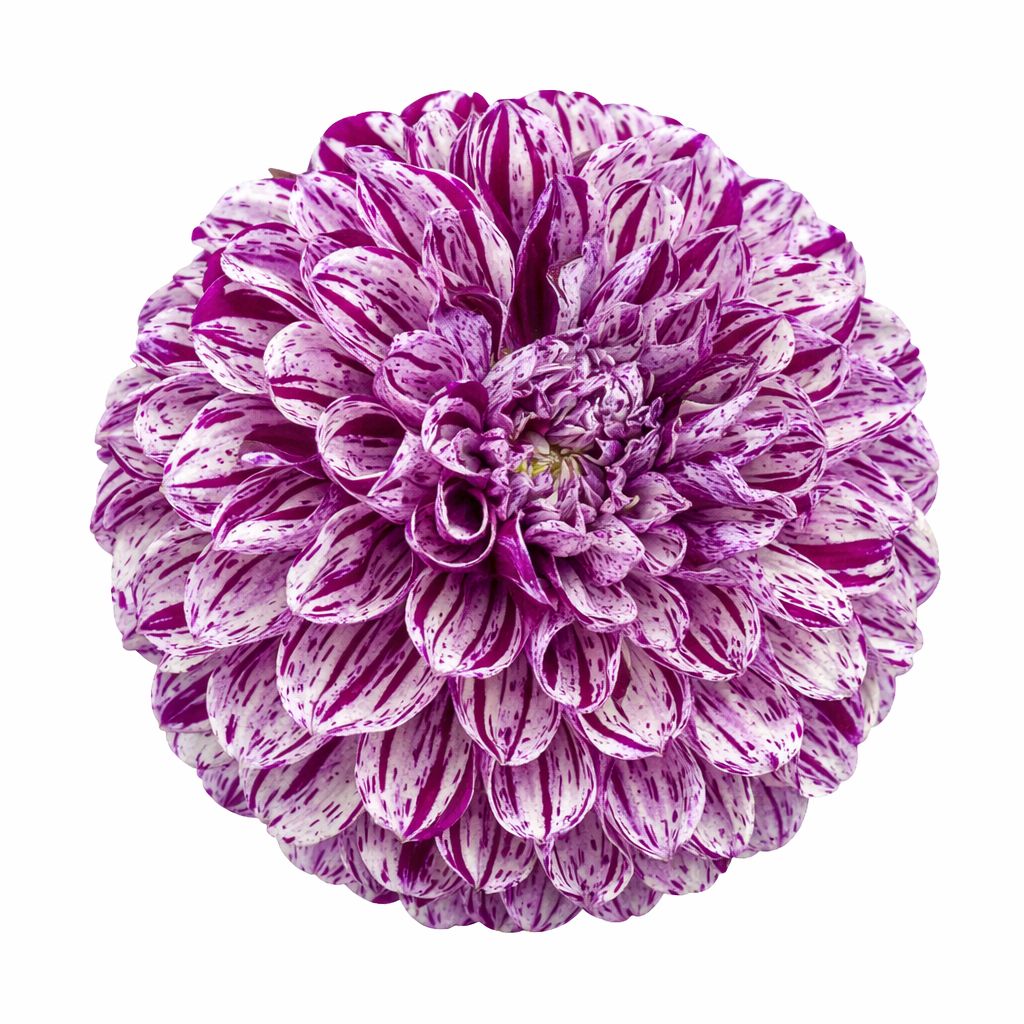 Dahlia - Marble Ball