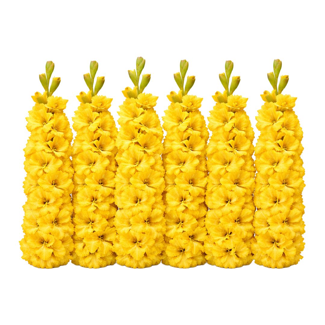 Gladiolus - Nova Lux - Pack of 8