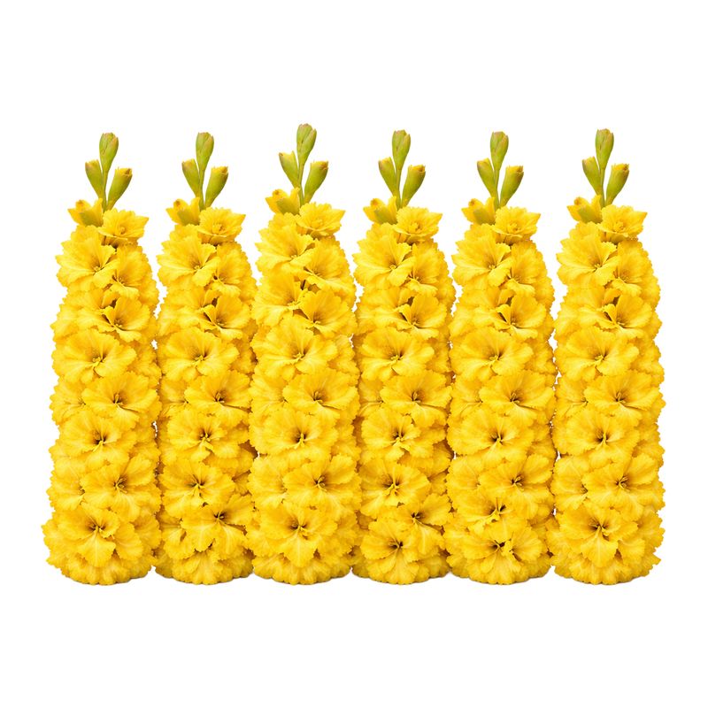 Gladiolus - Nova Lux - Pack of 8