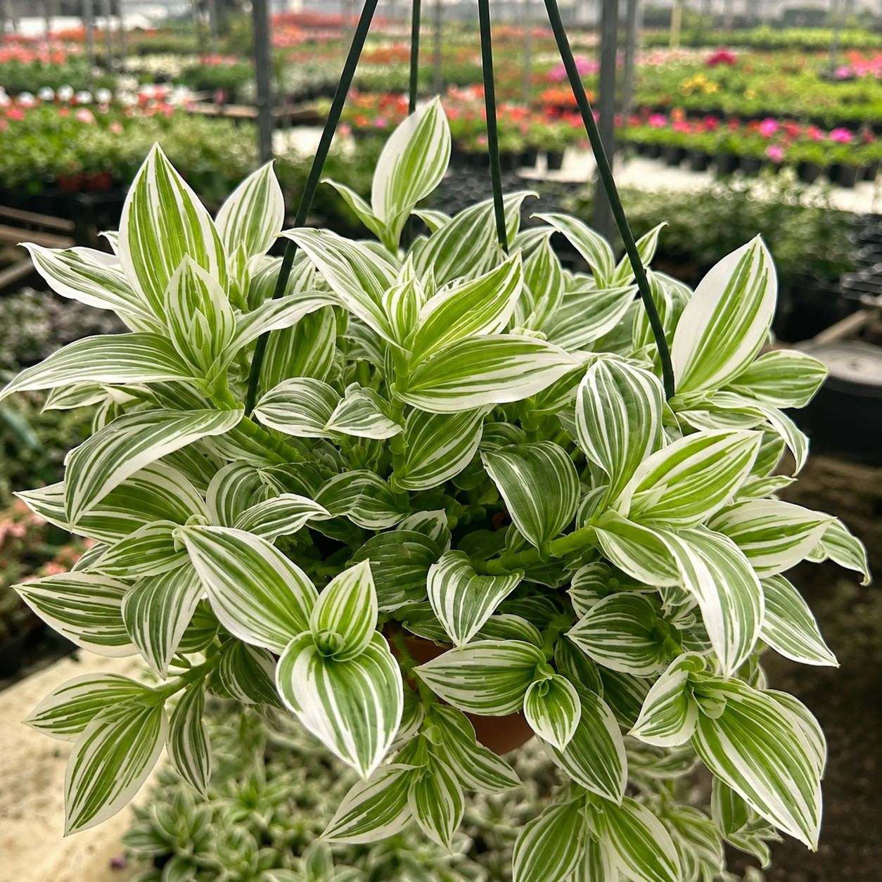 Tradescantia White HB - 6"