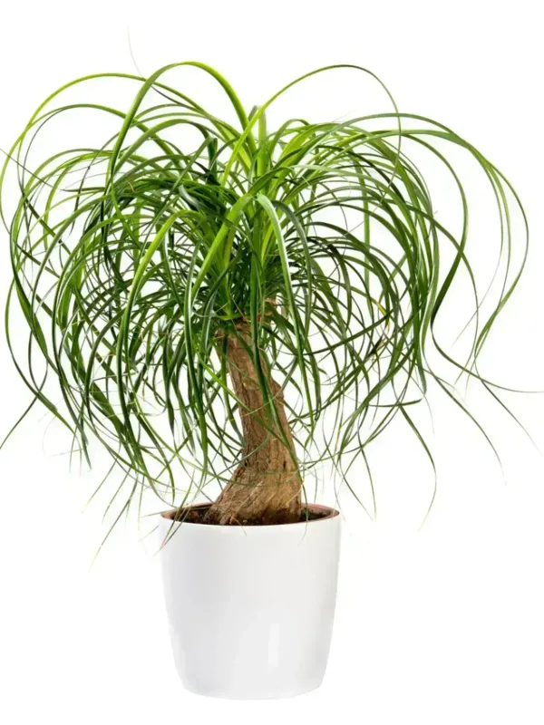 Pony Tail Palm - 10"