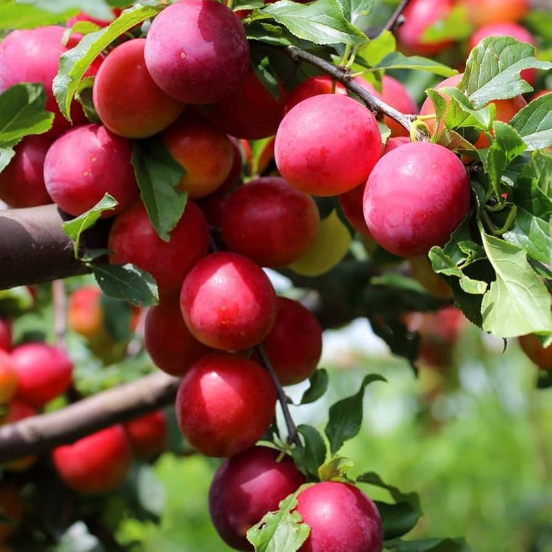 Plum - Brookred - #7