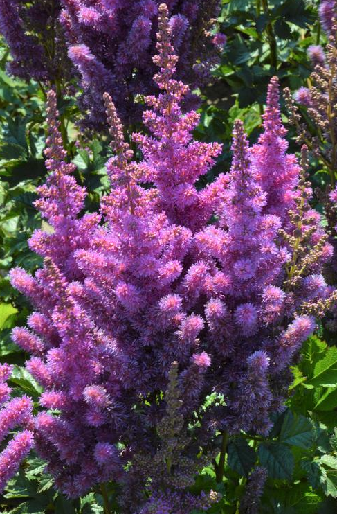 Astilbe - 2-3 Eyes Purple