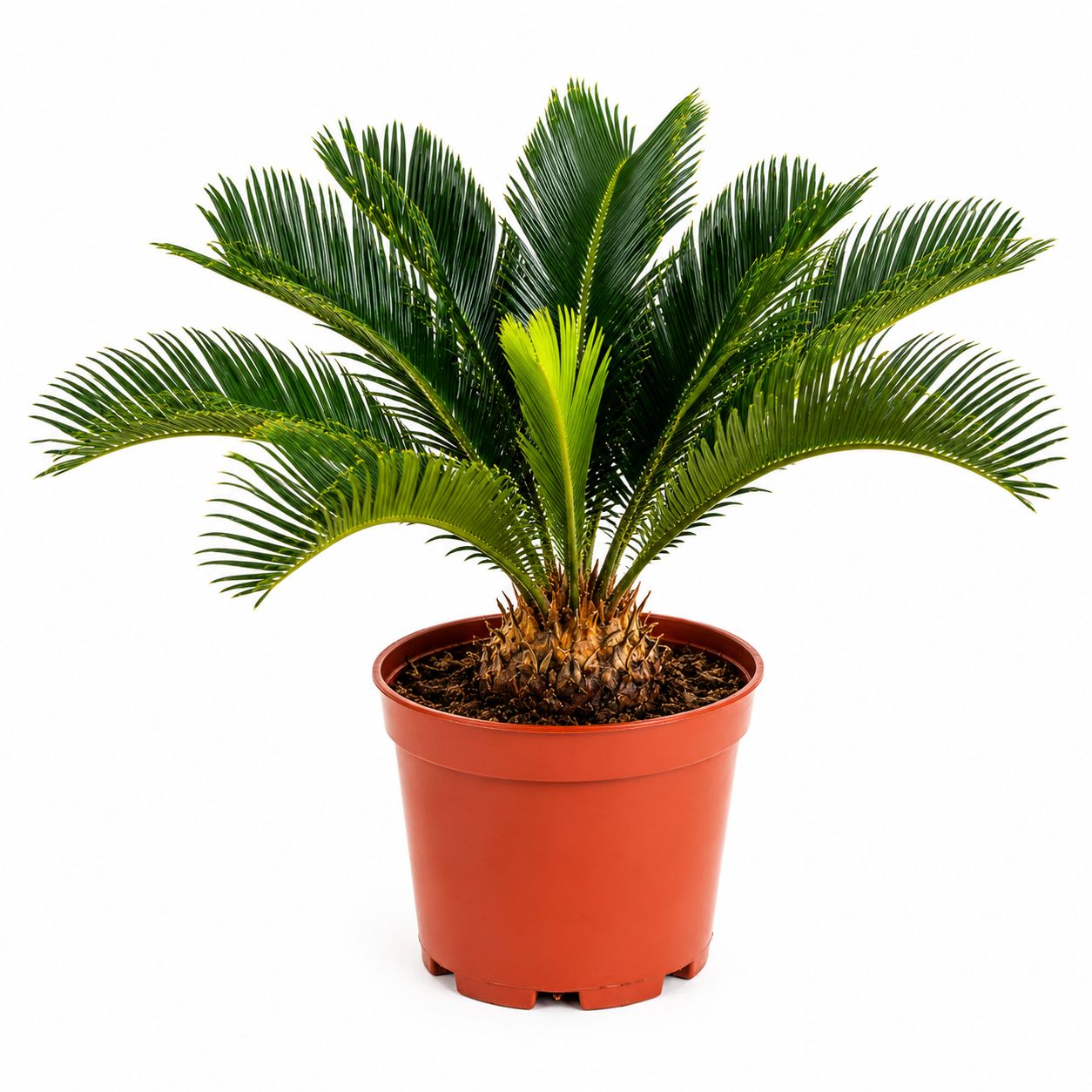 Sago Palm - 6"
