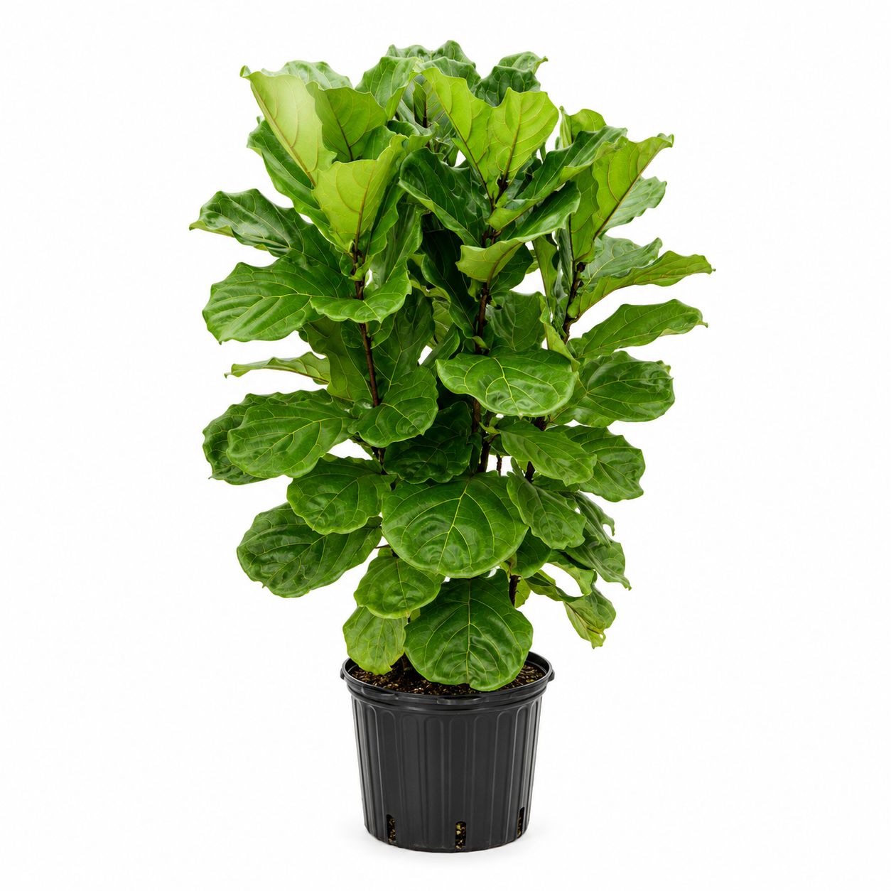 Ficus Lyrata Bush - 14"