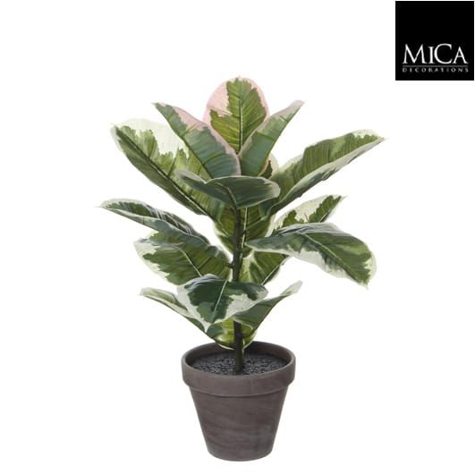 Rubber Plant Variegated in Pot - d13.5cm