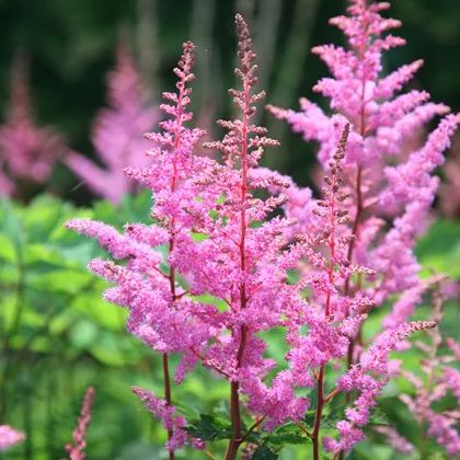 Astilbe - Bressingham Beauty