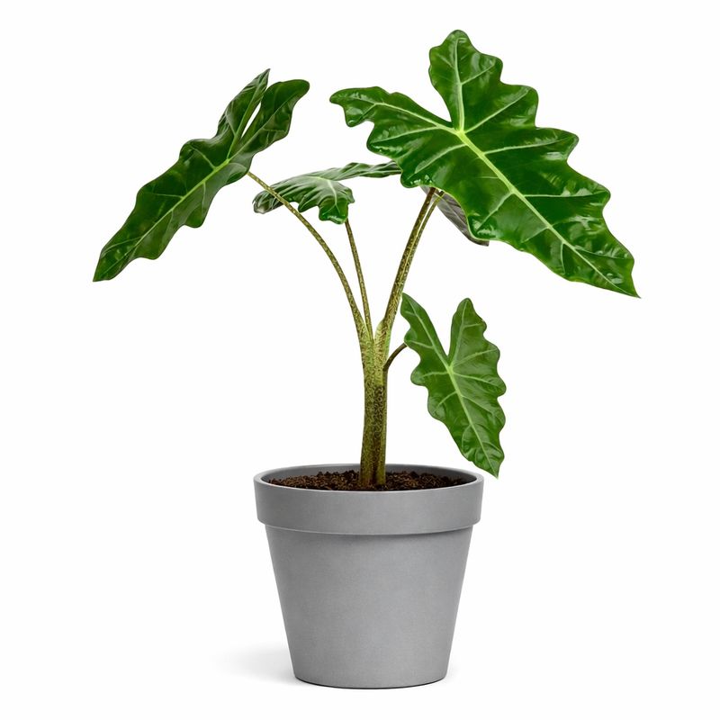 Alocasia - Pseudo Sanderina - #1 Alocasia - Pseudo Sanderina - #1