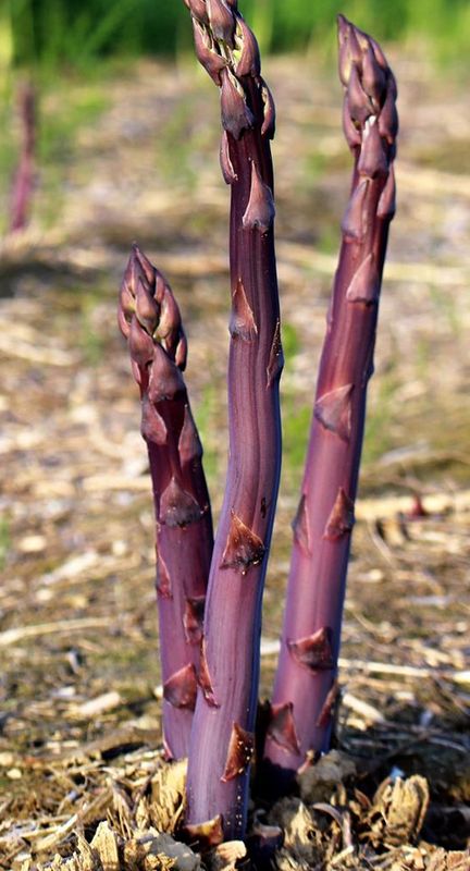 Asparagus 1 Gallon - Purple Passion Asparagus 1 Gallon - Purple Passion