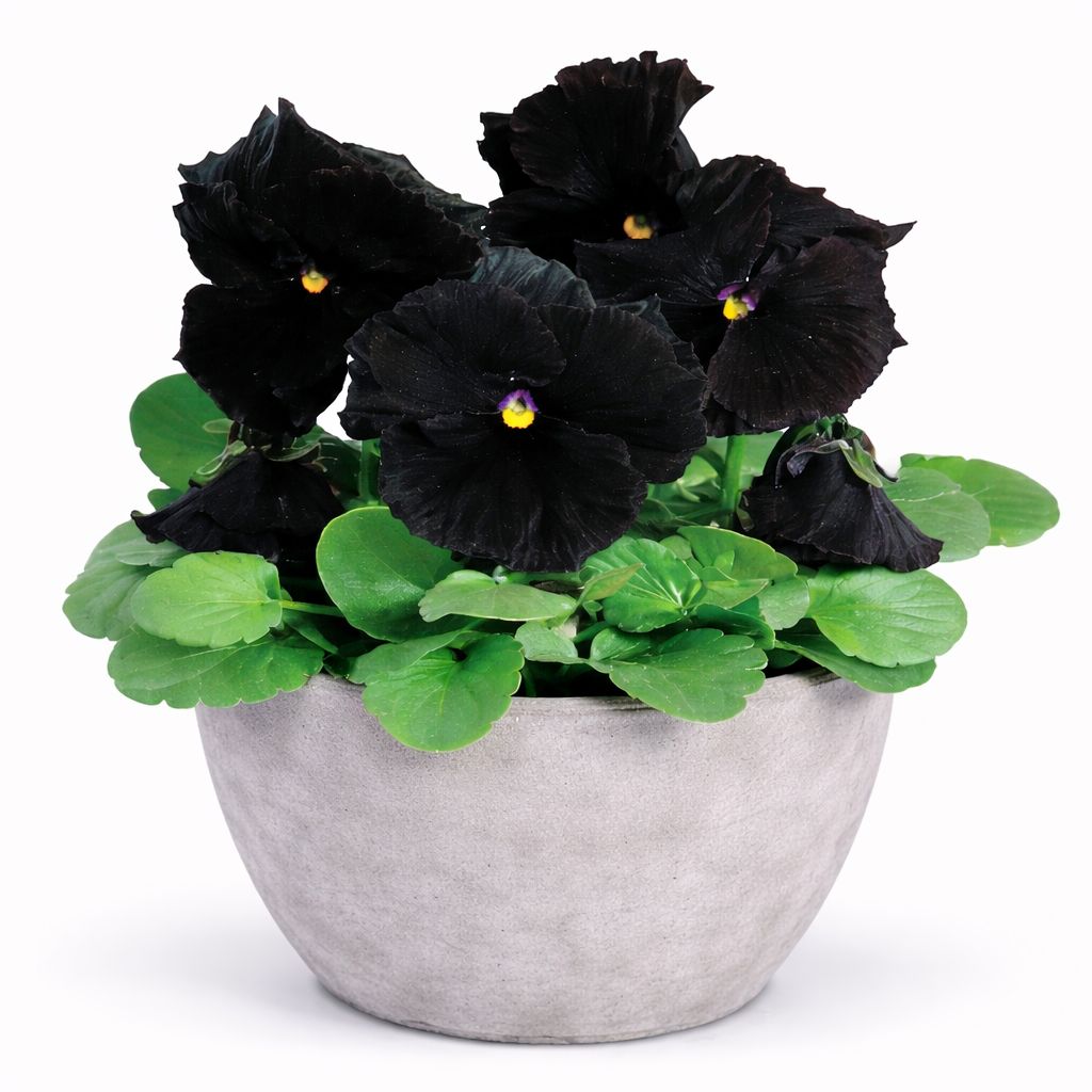Pansy - Atlas Black (6 Pack Regular)