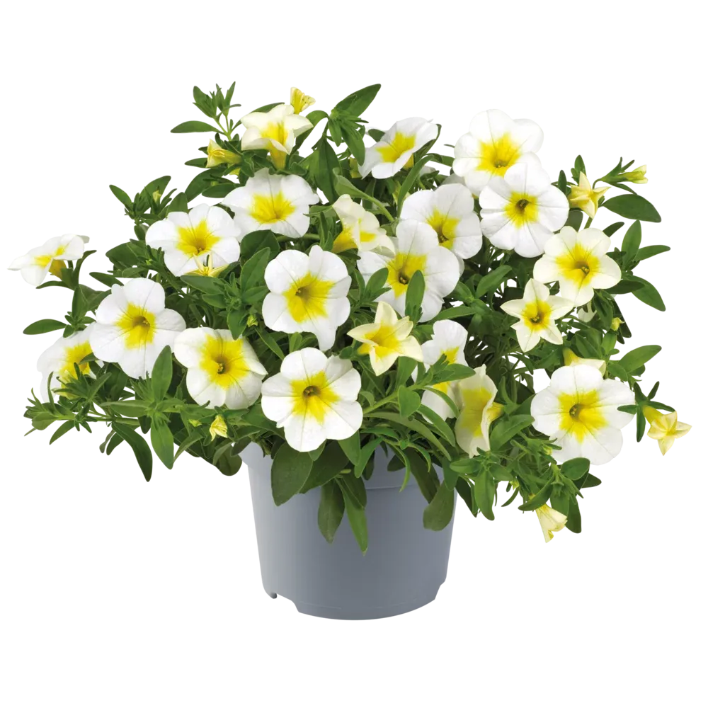 Calibrachoa - Cha Cha Frosty Lemon