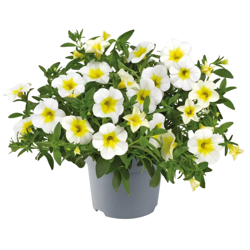 Calibrachoa - Cha Cha Frosty Lemon