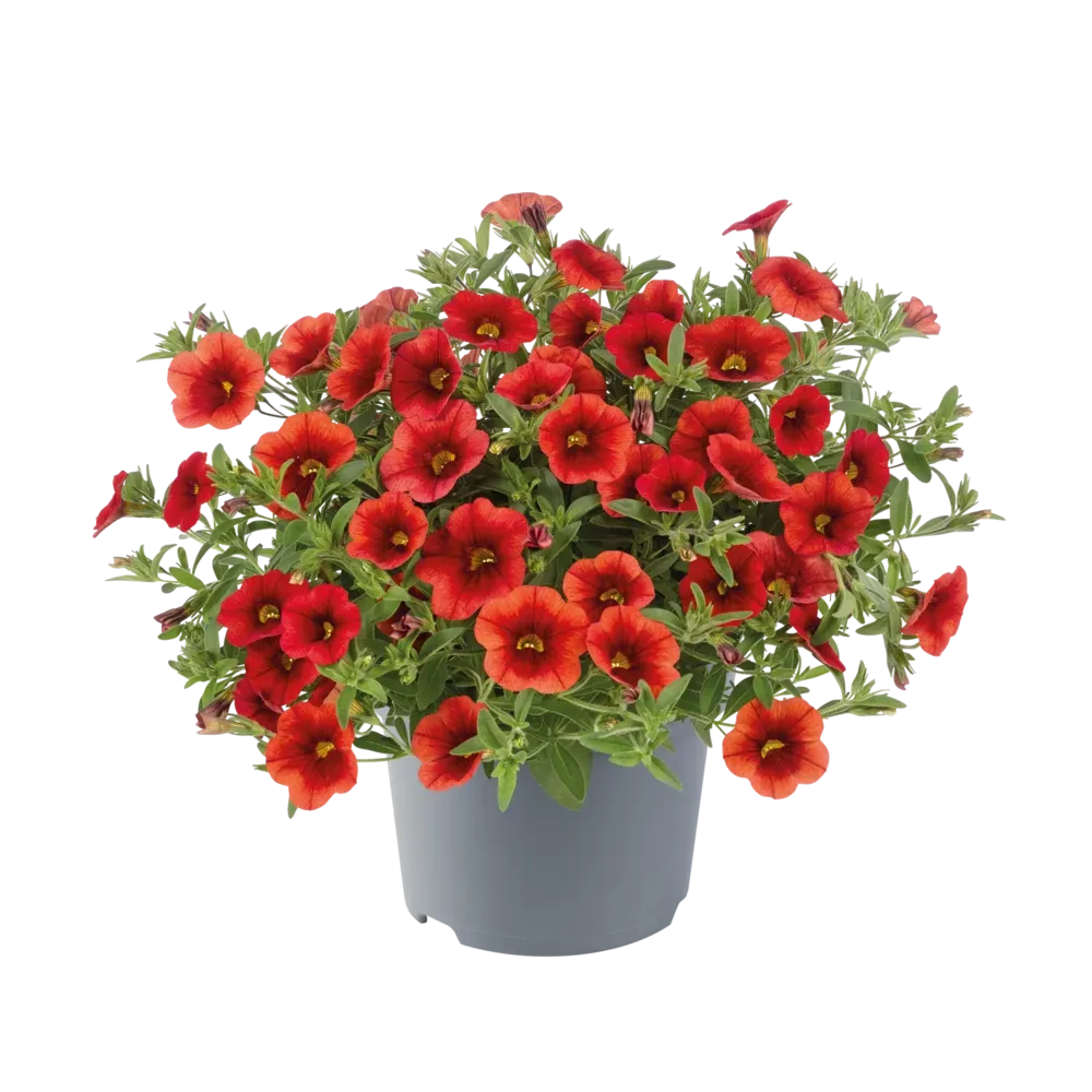 Calibrachoa - Cha Cha Red Kiss