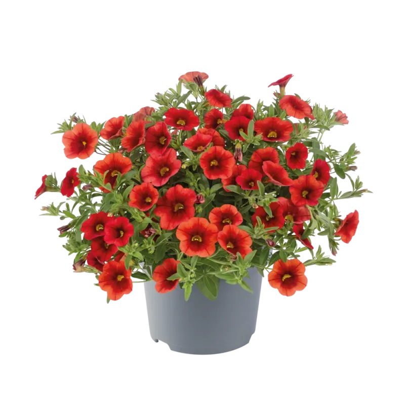 Calibrachoa - Cha Cha Red Kiss
