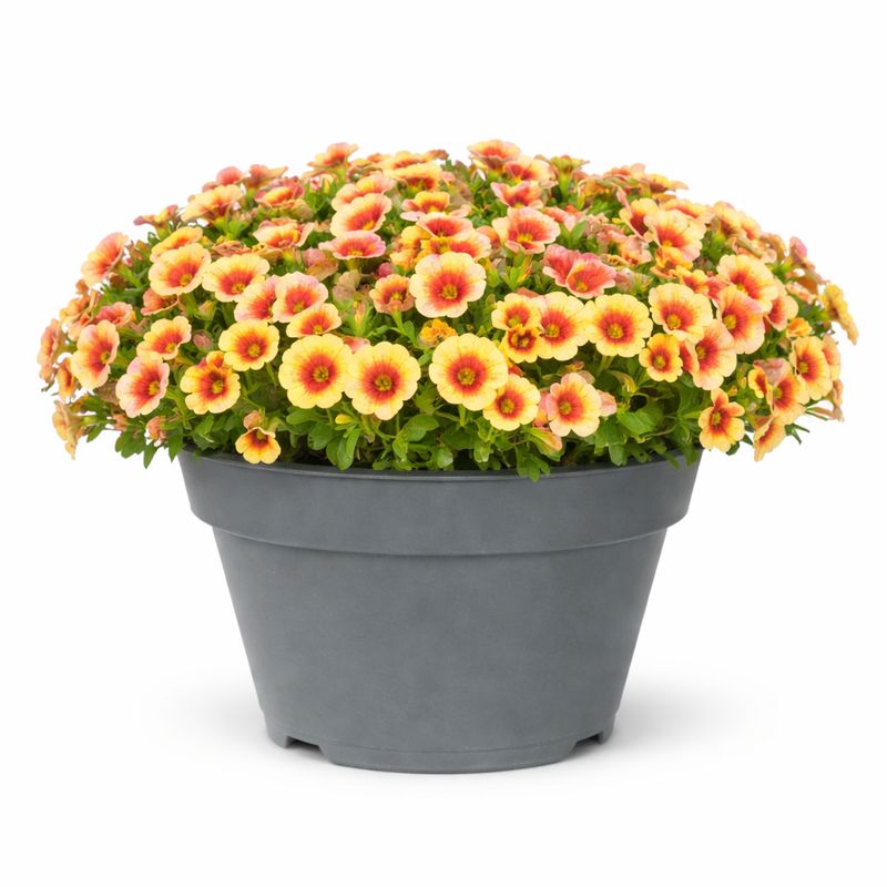 Calibrachoa - Eyeconic Apricot