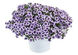 Calibrachoa - Eyeconic Purple