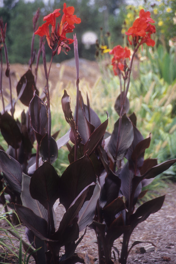 Canna Lily - Australis